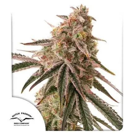Auto Frozen Biscotti Feminised Cannabis Seeds | Dutch Passion 