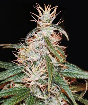 Yoruba x Nigerian Hash Plant Cannabis Seeds | Apothecary Genetics Seeds