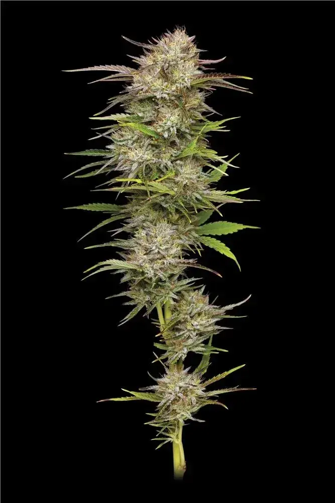 California Haze Feminised Cannabis Seeds | Humboldt Seeds Organisation
