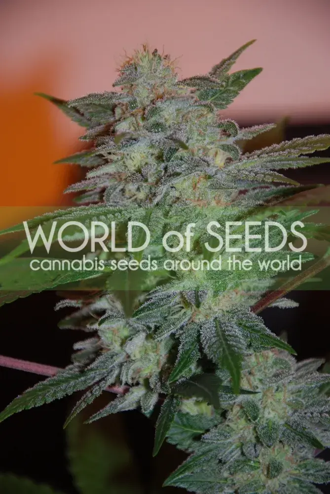 Yumbolt 47 Feminised Cannabis Seeds | World of Seeds