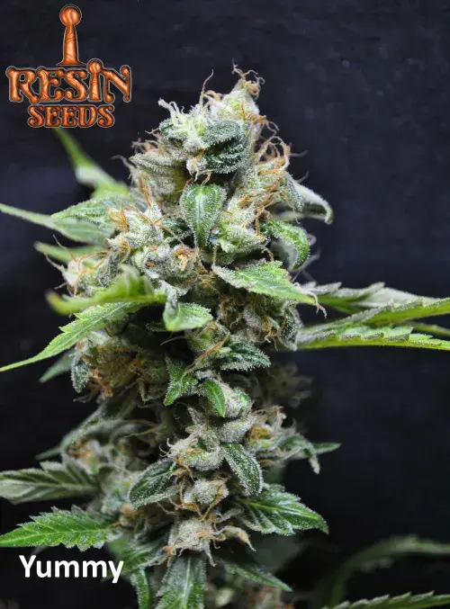 Yummy Feminised Cannabis Seeds | Resin Seeds