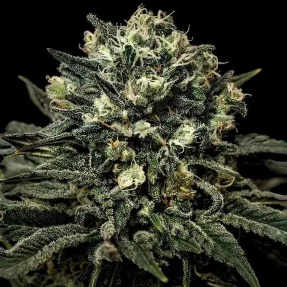 Empire Muddy Waters Cannabis Seeds – Empire Seeds Bank.