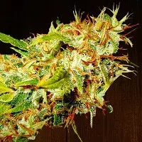 Zamaldelica Feminised Cannabis Seeds | Ace Seeds