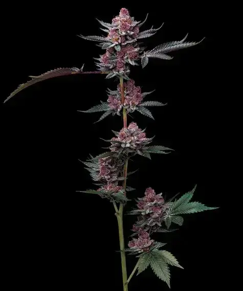 Cherry Poppers Feminised Cannabis Seeds | Barney's Farm.