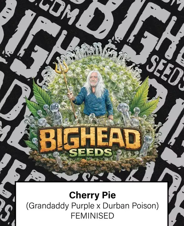 Cherry Pie Feminised Cannabis Seeds | Big Head Seeds 