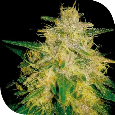 Zelda Haze Feminised Cannabis Seeds | Plantformers