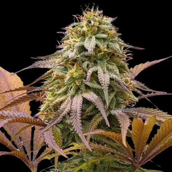 Empire Zoinks Cannabis Seeds – Empire Seeds Bank.