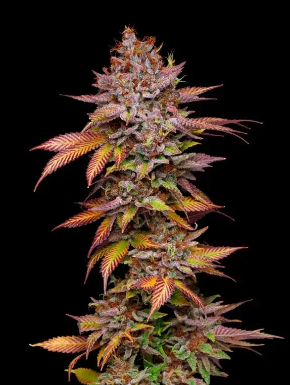 Poison Runtz Feminised Cannabis Seeds - Mavericks Seeds.