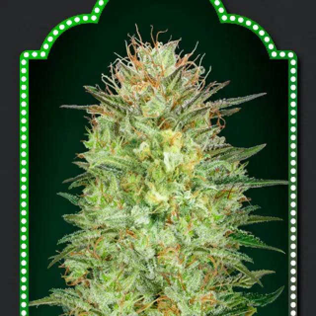 Auto Sweet Critical Feminised Cannabis Seeds | OO Seeds