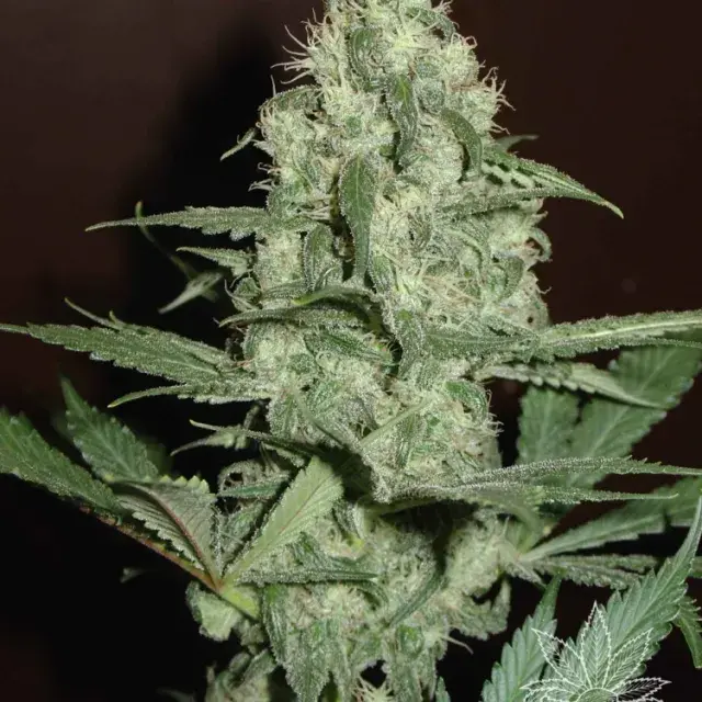 CH.1 Feminised Cannabis Seeds