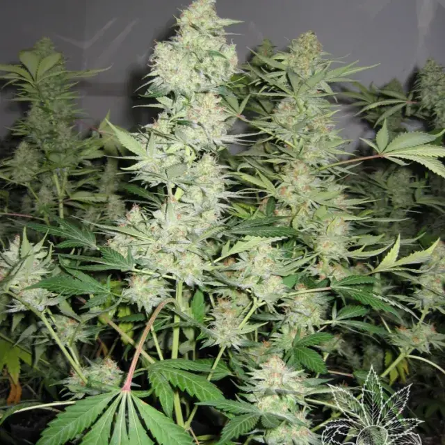 Skunk #1 Feminised Cannabis Seeds