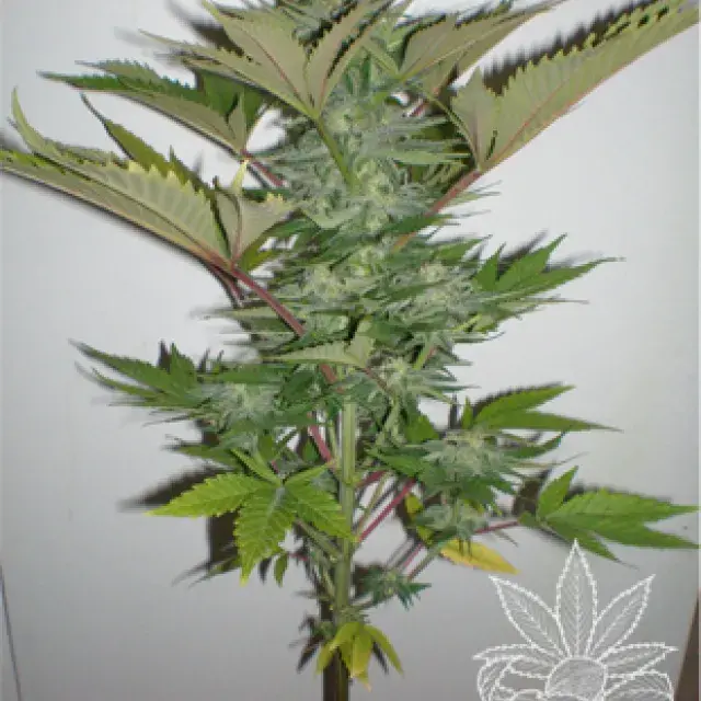 Homegrown Lowryder Feminised Cannabis Seeds
