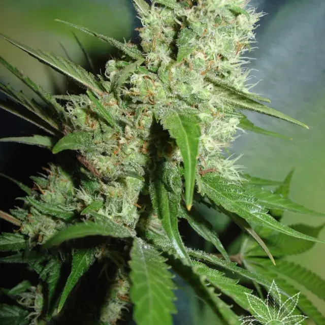 Jack Herer Feminised Cannabis Seeds