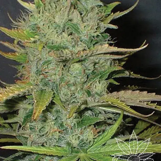 Afghani Feminised Cannabis Seeds