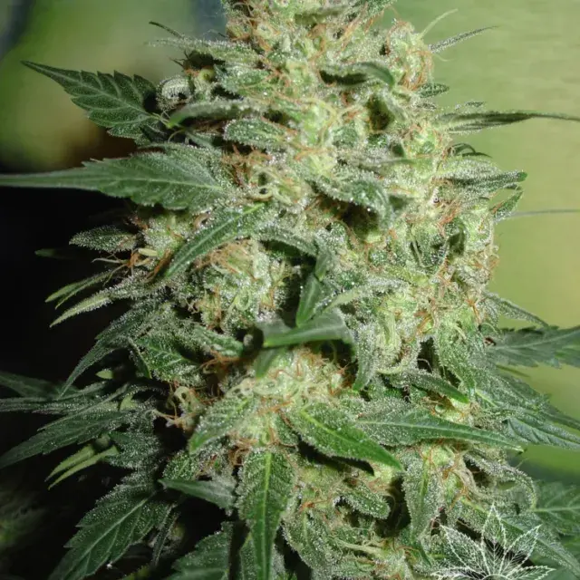 Northern Light Feminised Cannabis Seeds