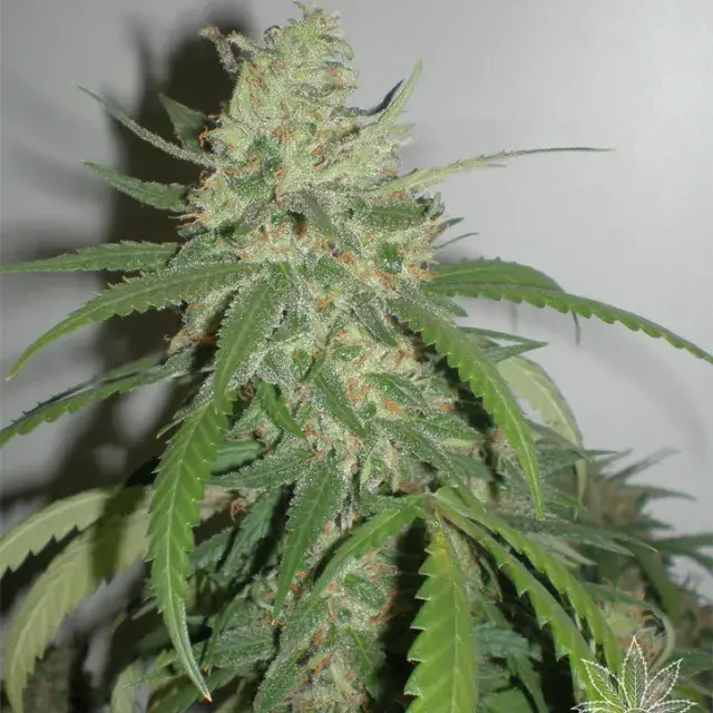 SPR Haze Feminised Cannabis Seeds
