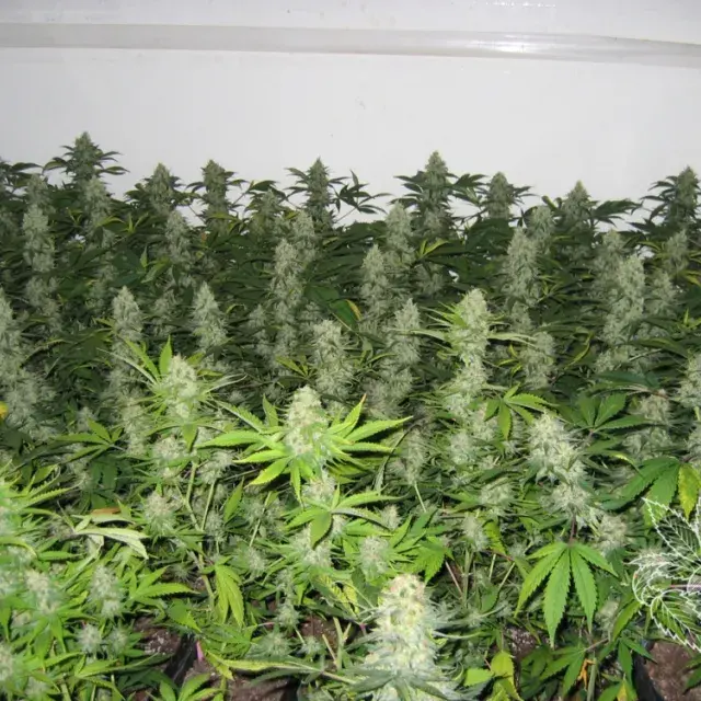 Master Kush Feminised Cannabis Seeds