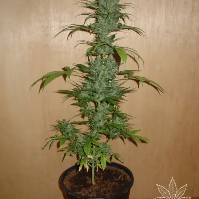 Big Bud Feminised Cannabis Seeds