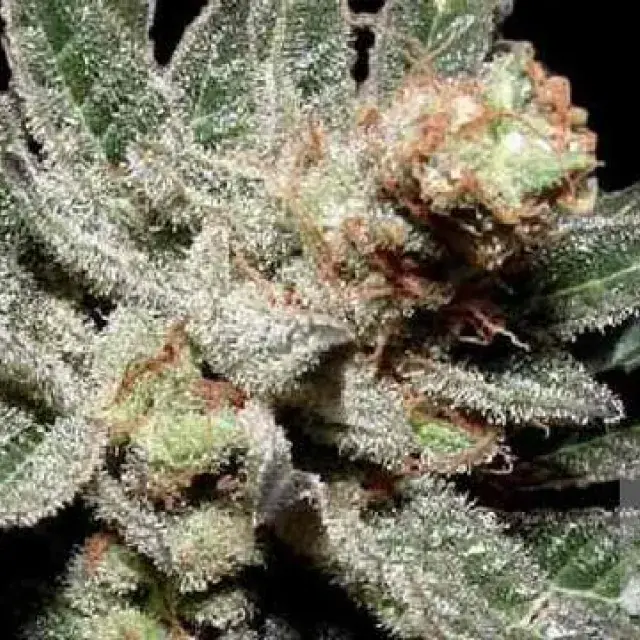 G13 Haze x Amethyst Bud Regular Cannabis Seeds | Soma Seeds