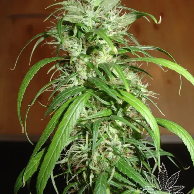 Haze Feminised Cannabis Seeds