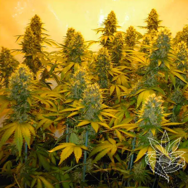 Top 44 Feminised Cannabis Seeds