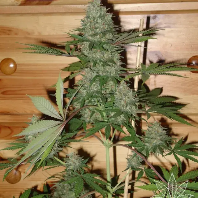 Caramella Feminised Cannabis Seeds