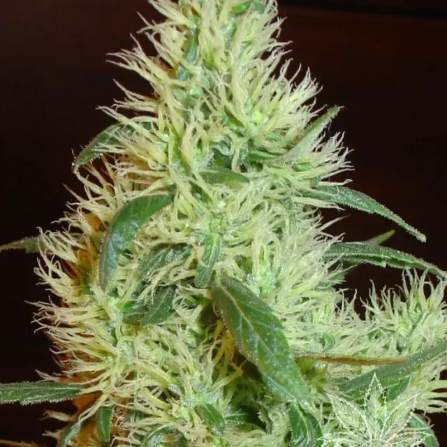 White Widow* aka First Lady Feminised Cannabis Seeds
