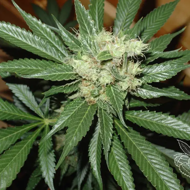 AC Diesel Feminised Cannabis Seeds
