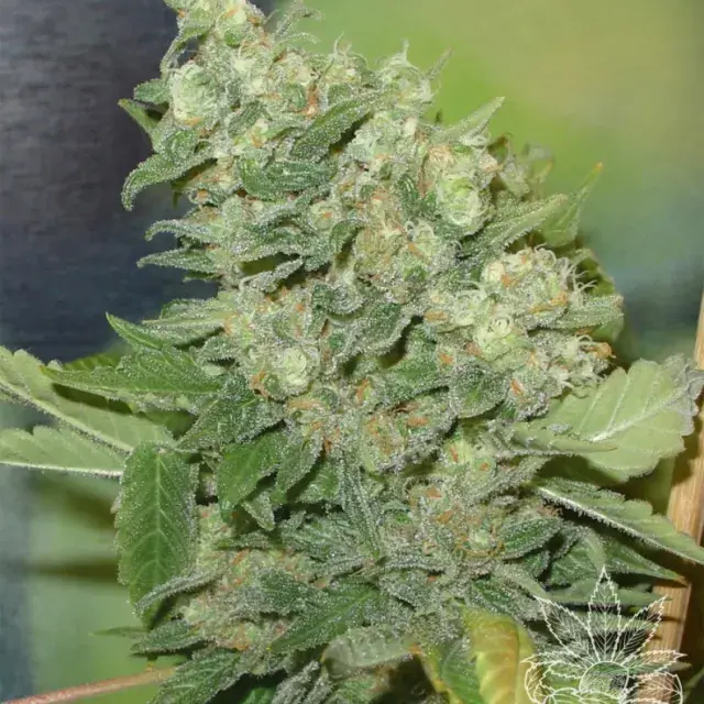 Armageddon Feminised Cannabis Seeds