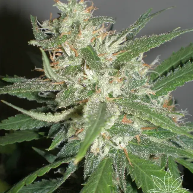 Amazing Haze Feminised Cannabis Seeds