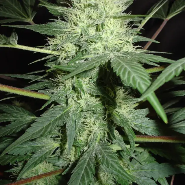 Northern Light Auto Feminised Cannabis Seeds