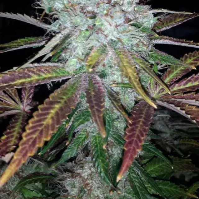 Super Lemon Jack Feminised Cannabis Seeds | BC Bud Depot