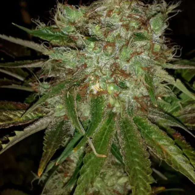 Garlic Cheese Feminised Cannabis Seeds | BC Bud Depot