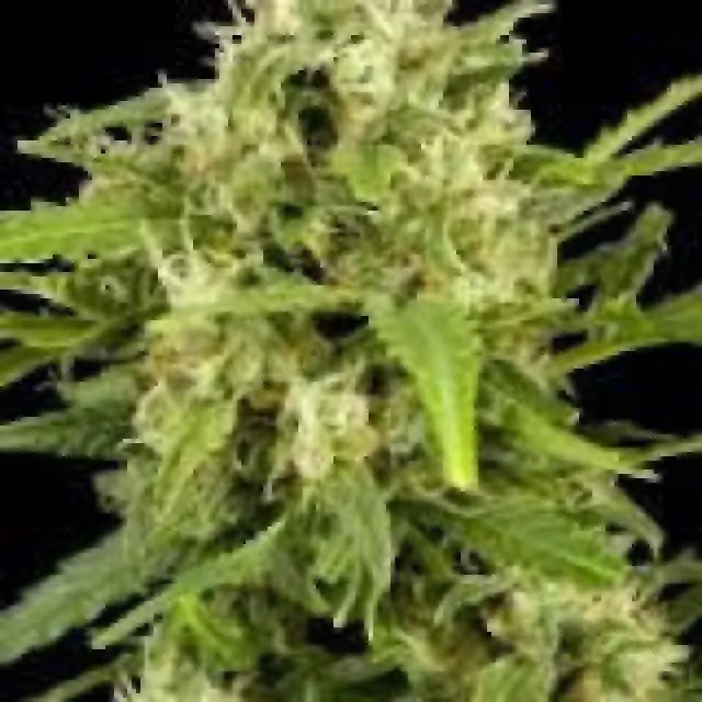 Super Early Auto Feminised Cannabis Seeds