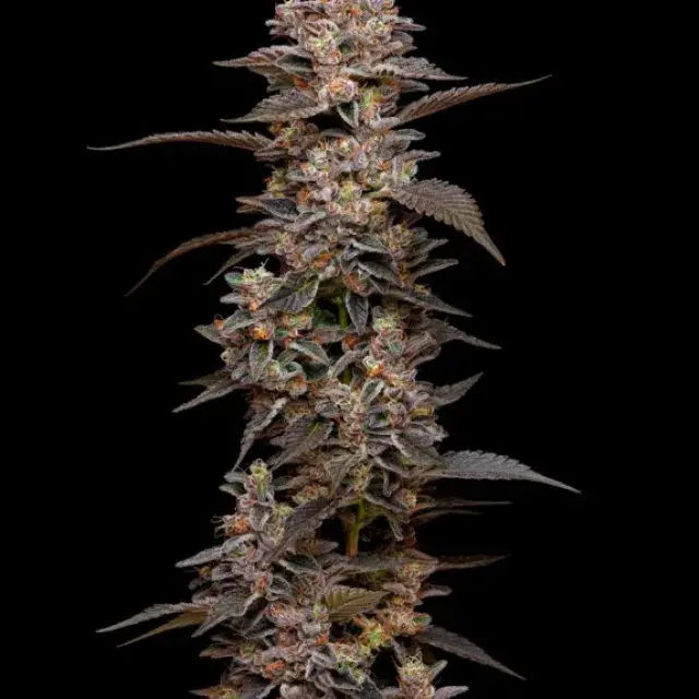 Munyunz Feminised Cannabis Seeds - Mavericks Seeds.