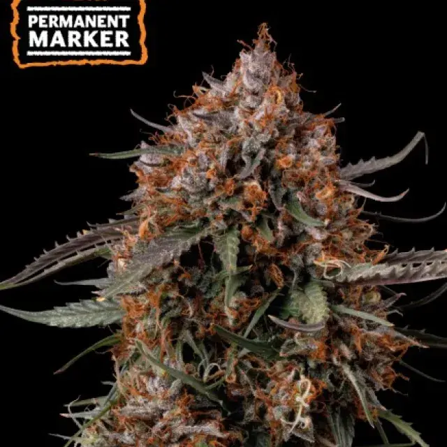 Permanent Marker Feminised Cannabis Seeds | Seed Stockers.