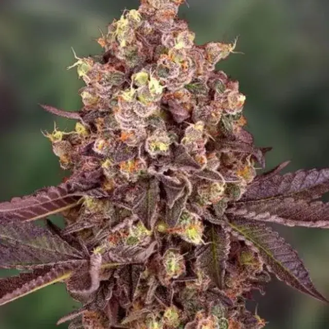 5star Cherry Pie Auto Feminised Cannabis Seeds - Power Strains.