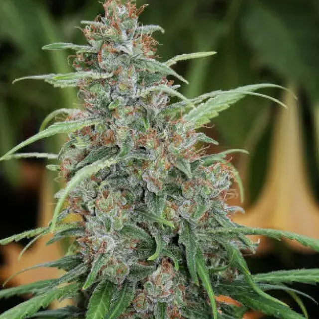 ​Fast N' Glorious Regular Cannabis Seeds | Mandala Seeds