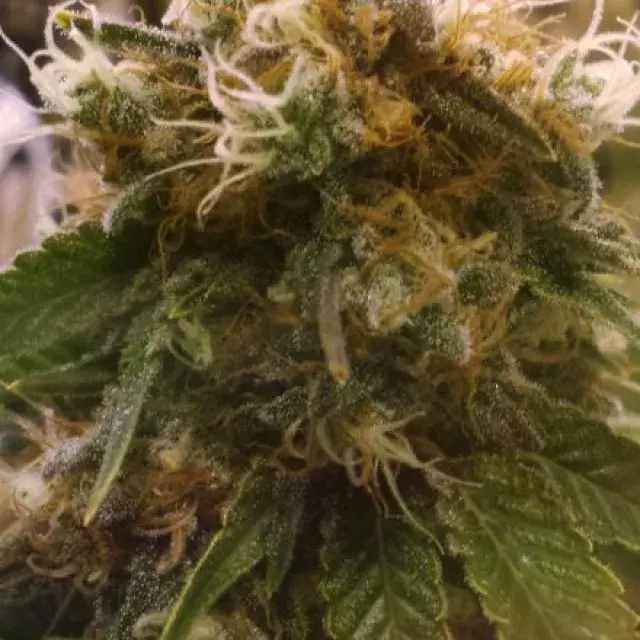 Honey OG Feminised Cannabis Seeds |  BC Bud Depot