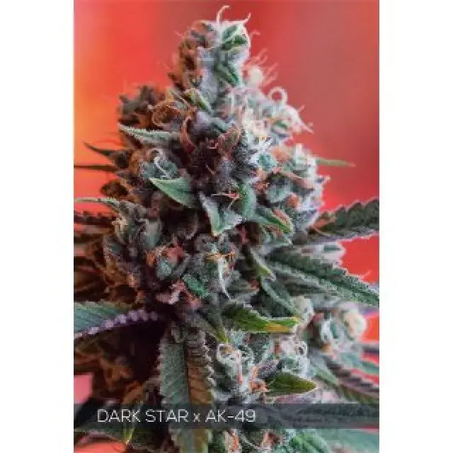 Dark Star x AK - 49 Feminised Cannabis Seeds | Vision Seeds
