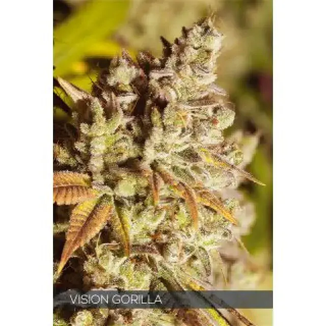 Vision Gorilla Feminised Cannabis Seeds | Vision Seeds