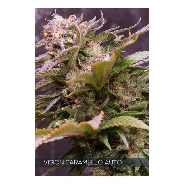 Vision Caramello Auto Feminised Cannabis Seeds | Vision Seeds