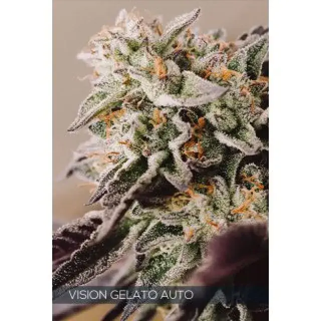Vision Gelato Auto Feminised Cannabis Seeds | Vision Seeds