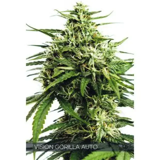 Vision Gorilla  Auto Feminised Cannabis Seeds | Vision Seeds