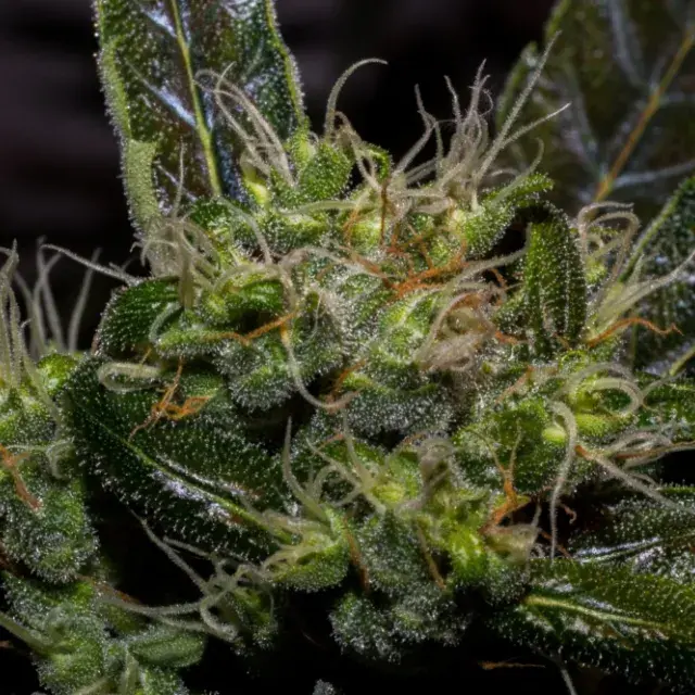 Cobra Auto Feminised Cannabis Seeds