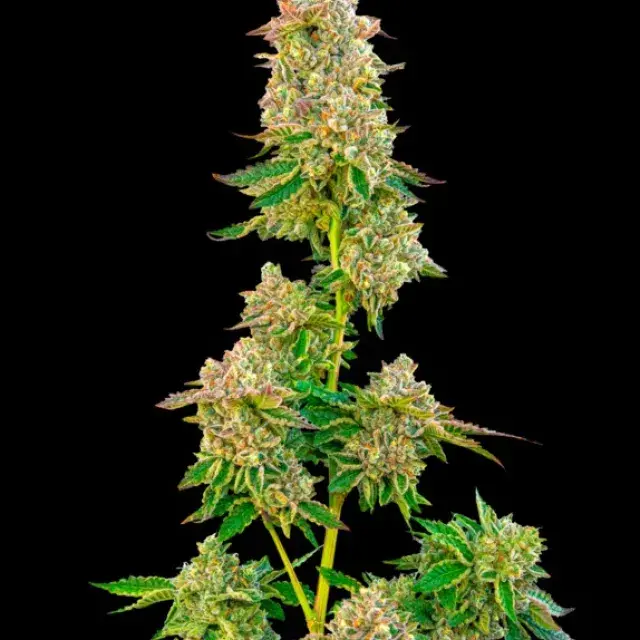 Boston Cream Pie Feminised Cannabis Seeds - Mavericks Seeds.