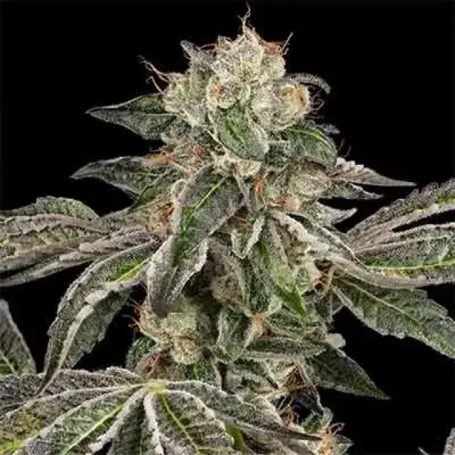 Runtz Auto Feminised Cannabis Seeds | White Label Seed Company.