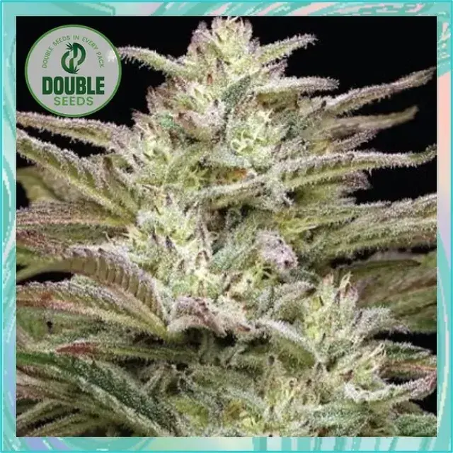 Auto Jelly Donutz Cannabis Seeds - Double Seeds.