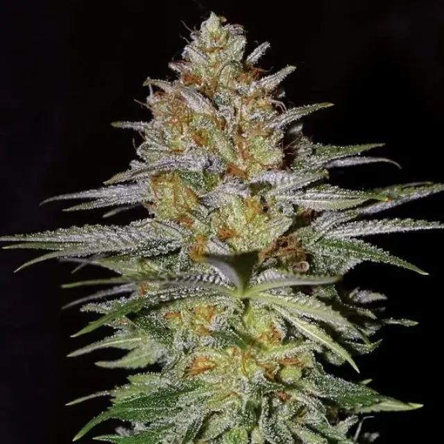 Empire Glitter Bomb Cannabis Seeds – Empire Seeds Bank.