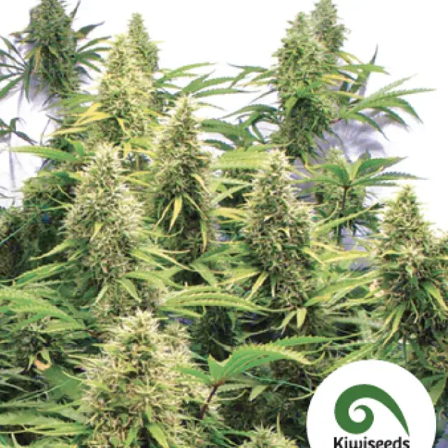 2 Pounder Feminised Cannabis Seeds | Kiwi Seeds
